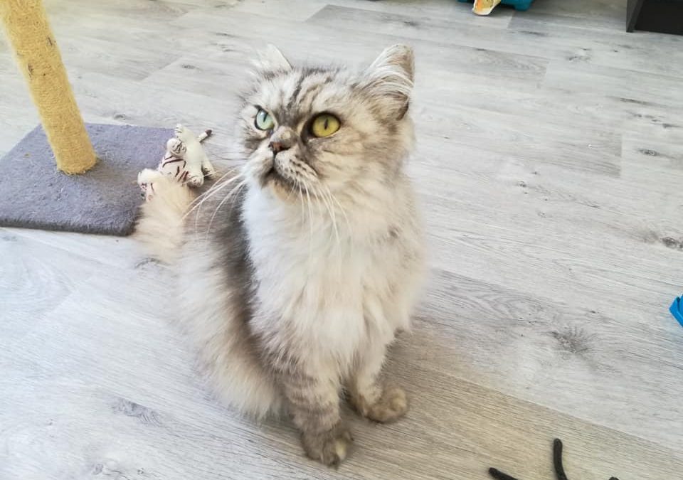 Une adoption attendue