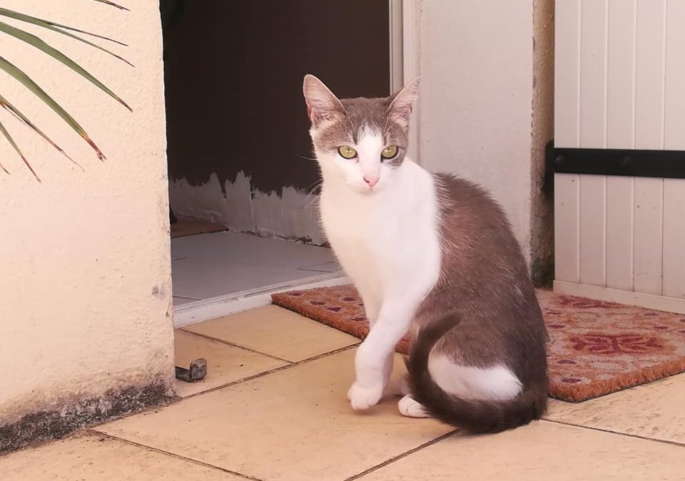 Une belle adoption aujourd&rsquo;hui