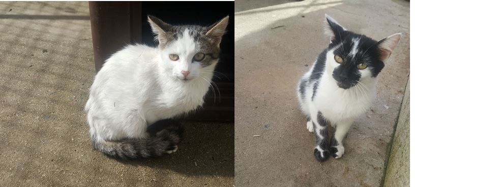 Nos 2 derniers chatons pris en charge
