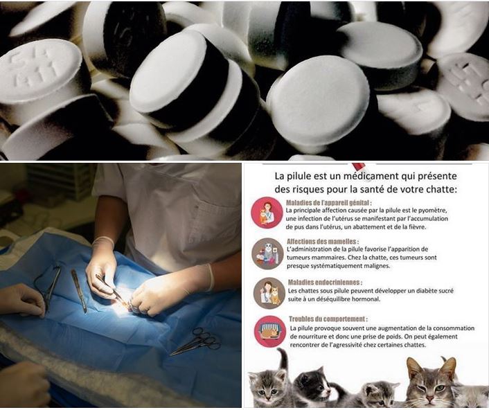 Pilule ou stérilisation pour votre minette ?