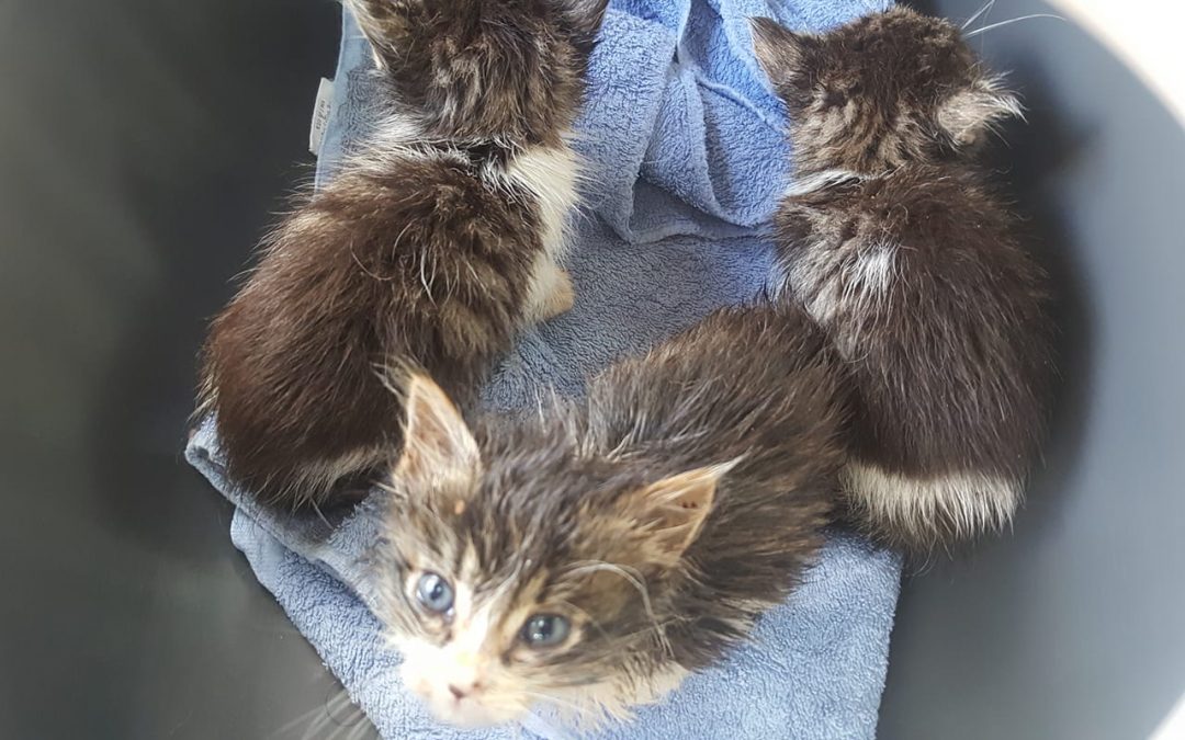 Les BB chatons pris en charge cet après-midi