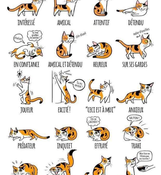 Le langage des chats