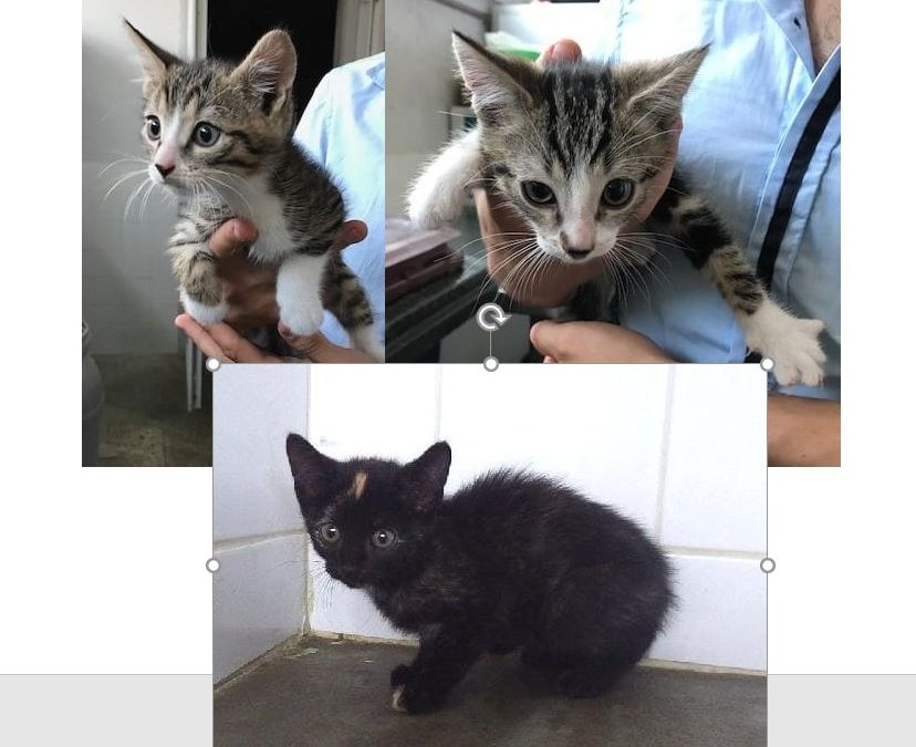 Voici nos 3 derniers chatons sortis de la fourrière