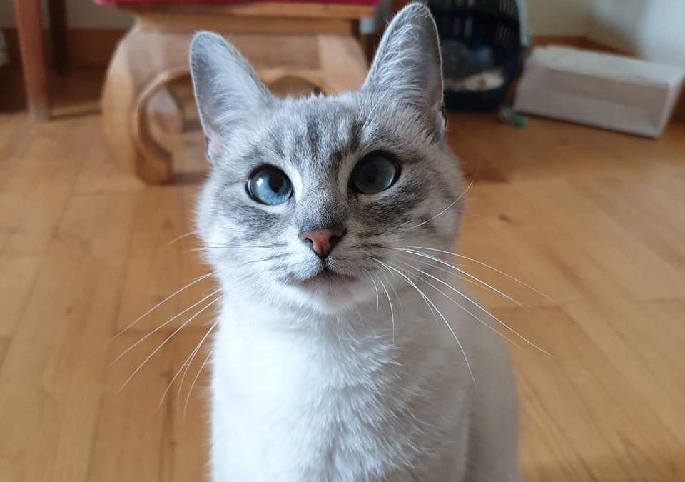 La jolie Linette a rejoint sa nouvelle famille