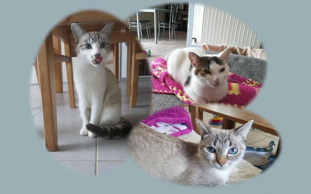 Des news des 5 chatons sortis de la rue en mars