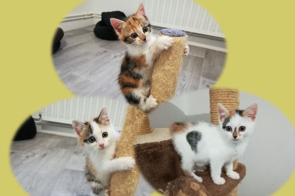Ce soir 3 nouvelles chatonnes prises en charge et mises au chaud