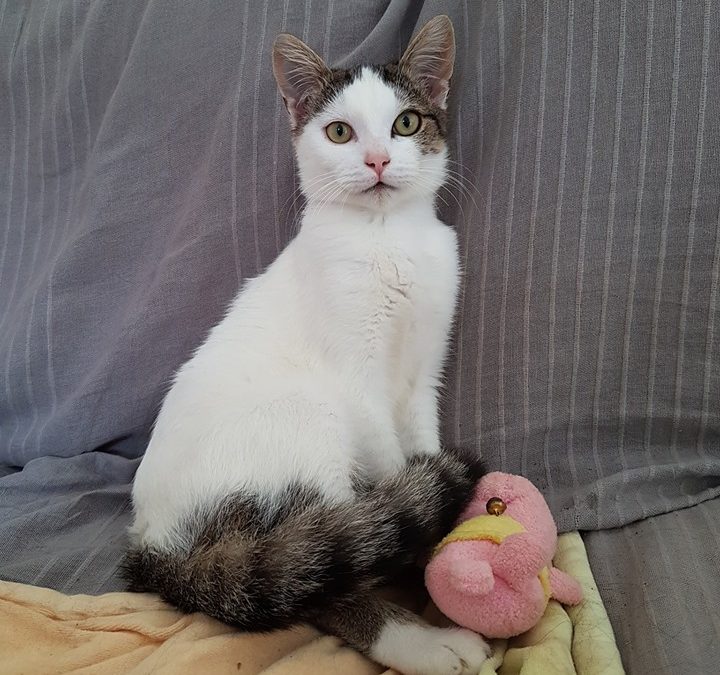 Une jolie adoption