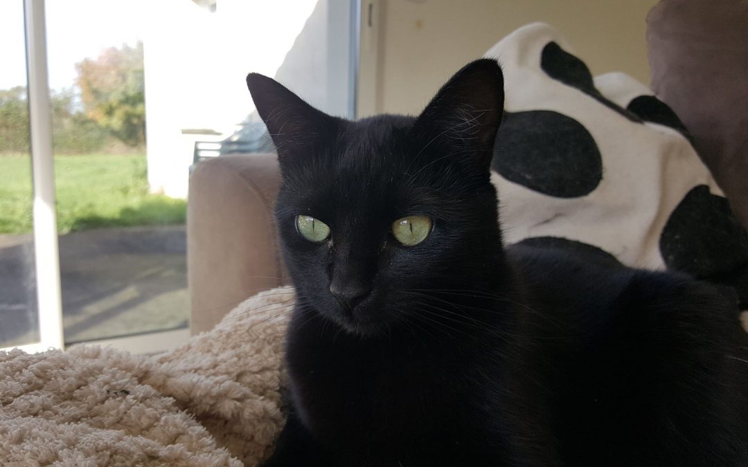 La jolie Pépite a trouvé sa nouvelle famille