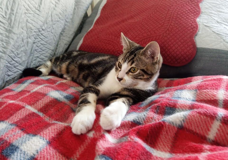 Lux était très attendu dans sa nouvelle famille aujourd&rsquo;hui