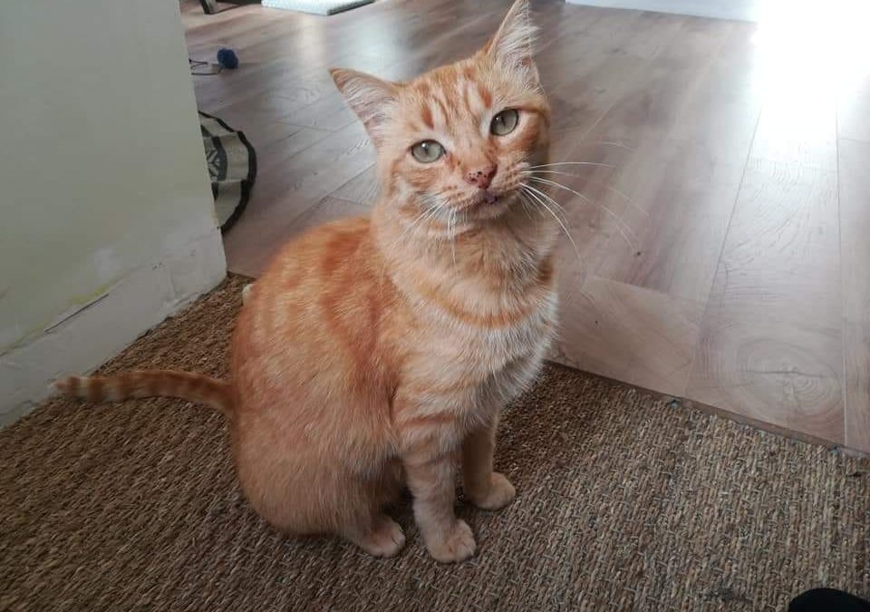 Newton a rejoint sa nouvelle famille ce soir