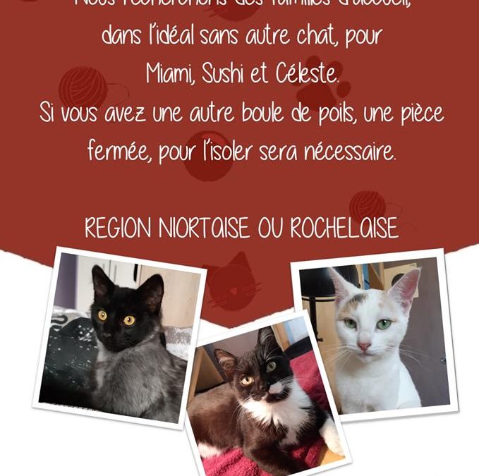 URGENT : recherchons familles d&rsquo;accueil