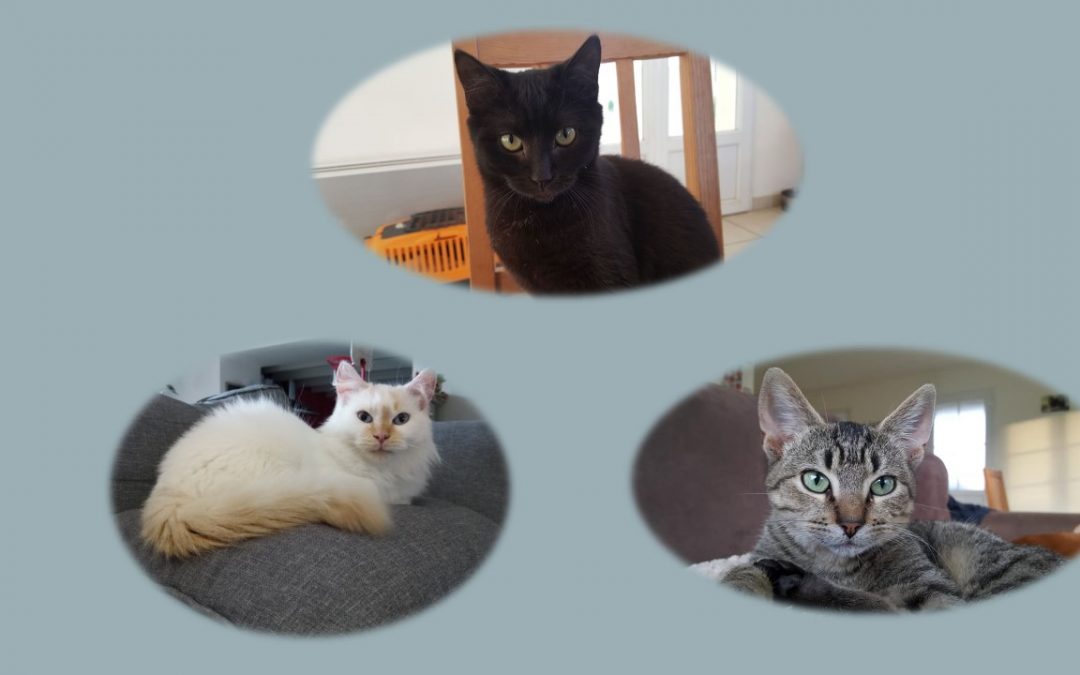Une journée riche en adoption !