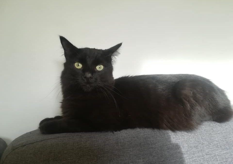 Une belle et jolie adoption ce matin