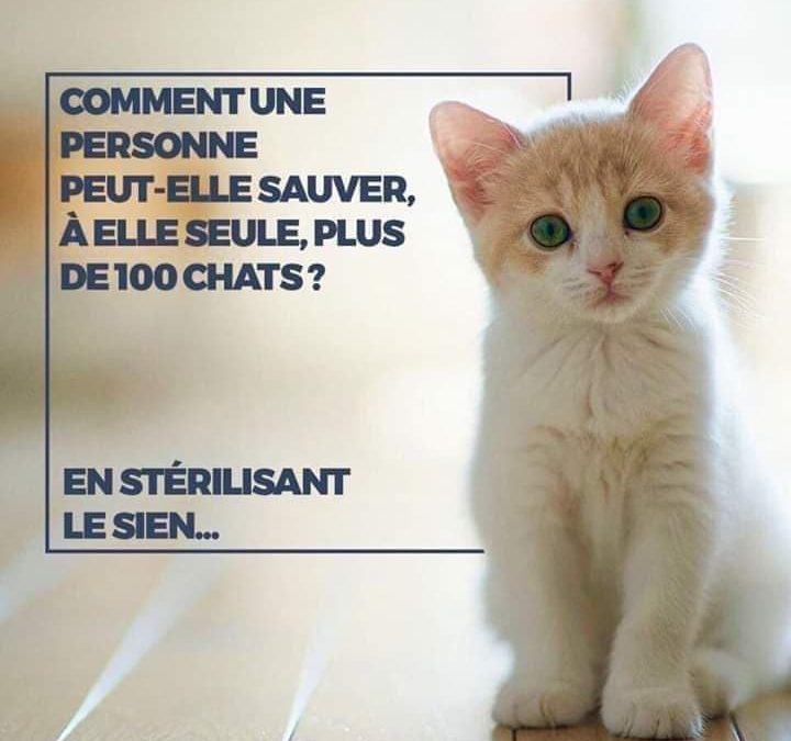 Comment grâce à vous votre chat peut sauver plus de 100 chats !
