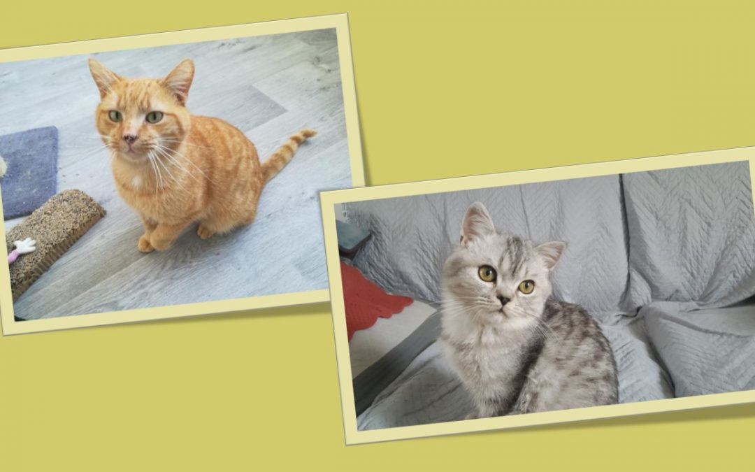 Le week-end continue avec 2 belles adoptions