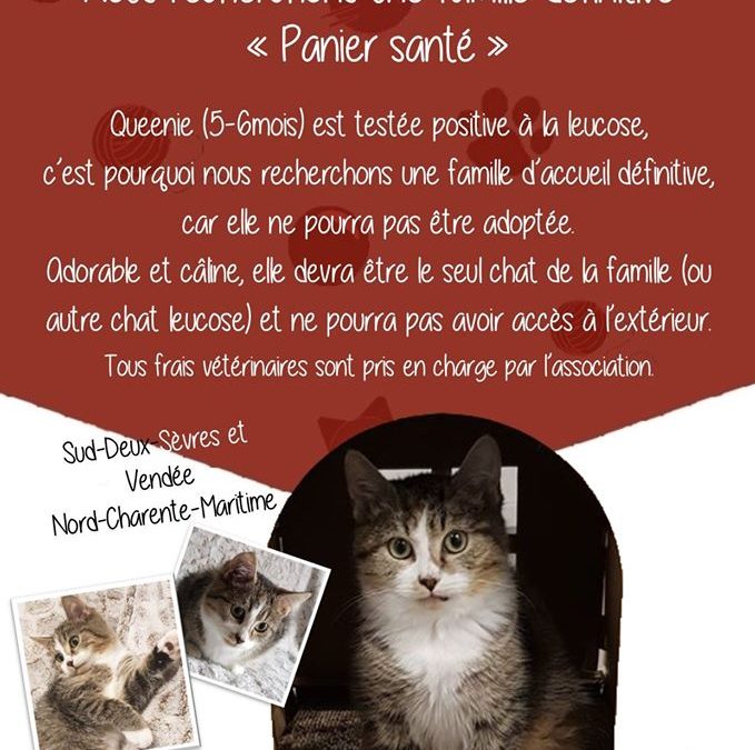 URGENT : Recherchons famille d&rsquo;accueil pour Queenie