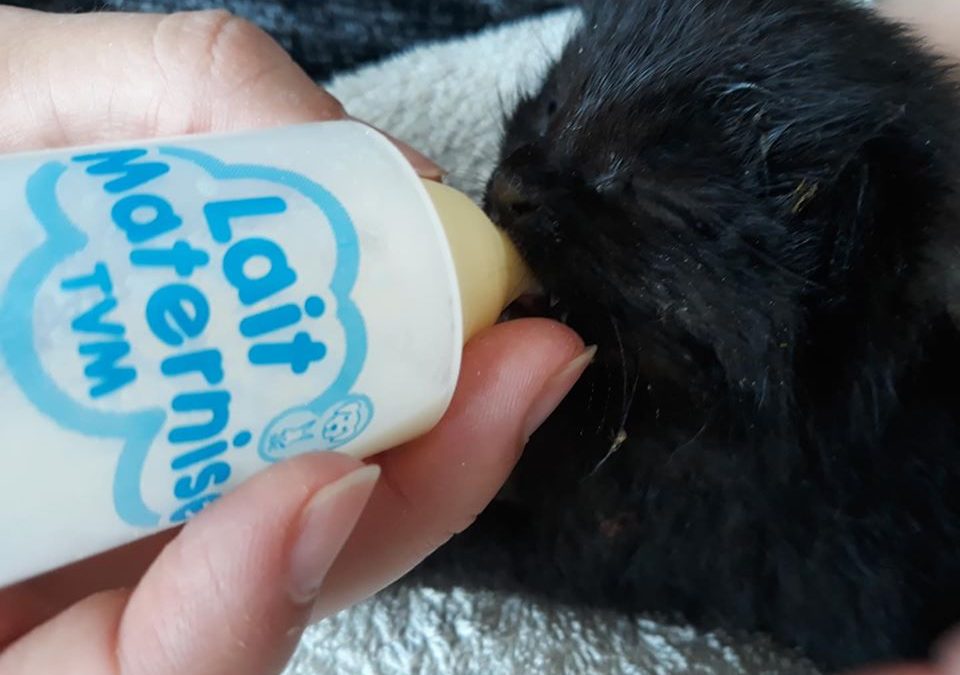 La saison des chatons commence.