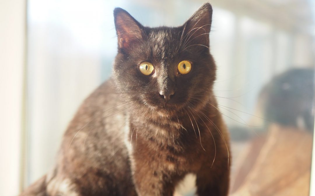 Une belle adoption même pendant le confinement !