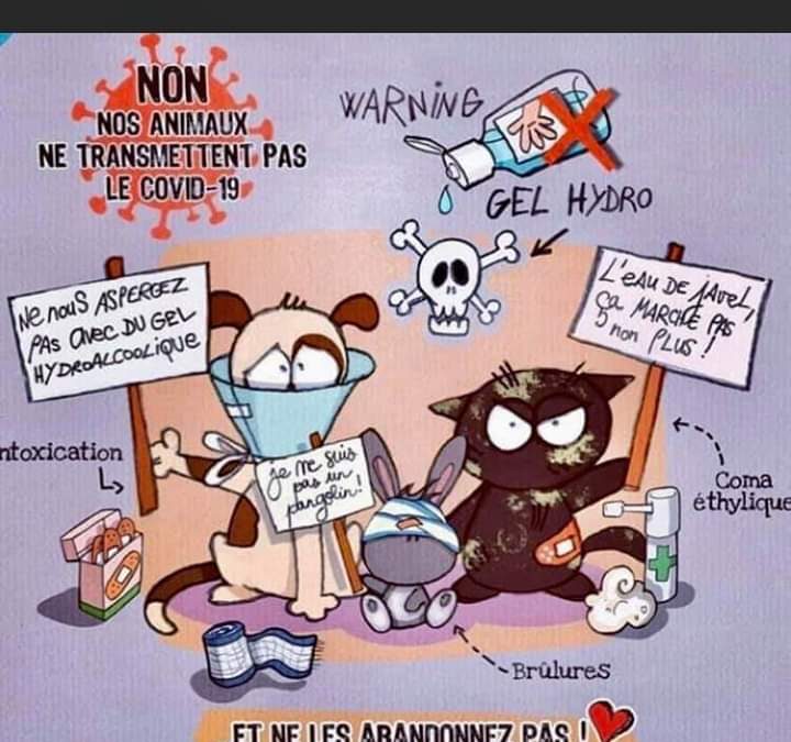 NON vos animaux ne transmettent pas le Codiv-19