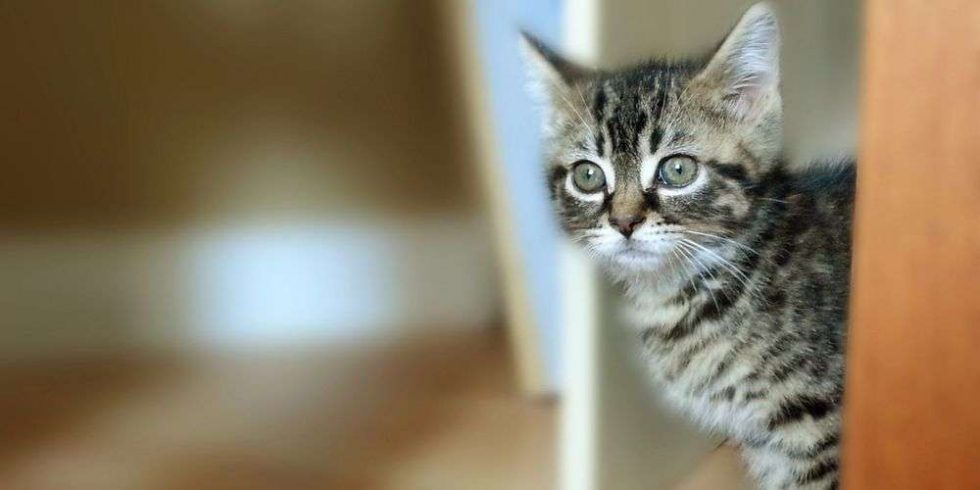 De l'espoir grâce à la pétition pour les adoptions pendant