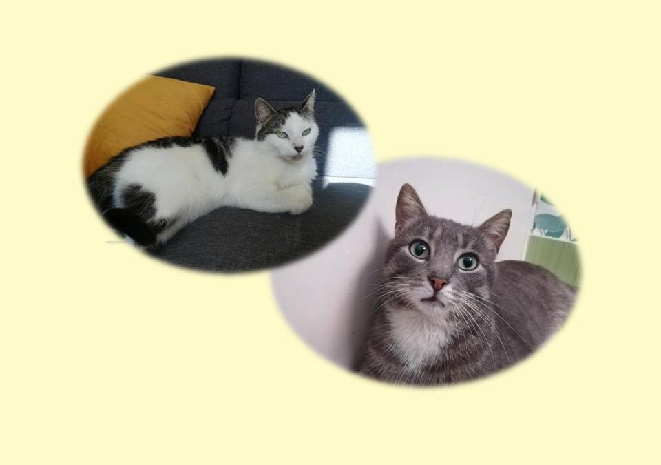 Le week-end commence par une double adoption