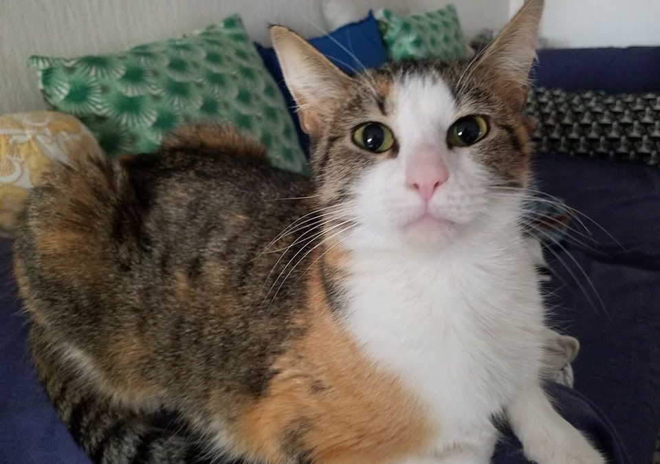 Une deuxième adoption cette semaine