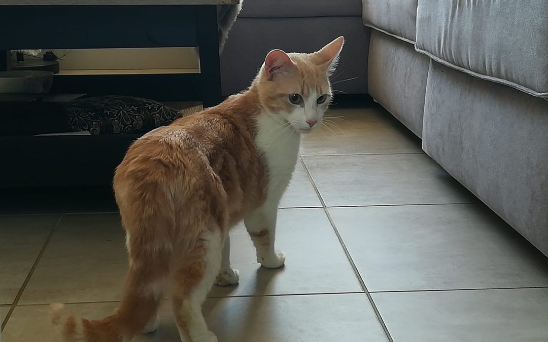 Une belle adoption pour finir cette semaine !