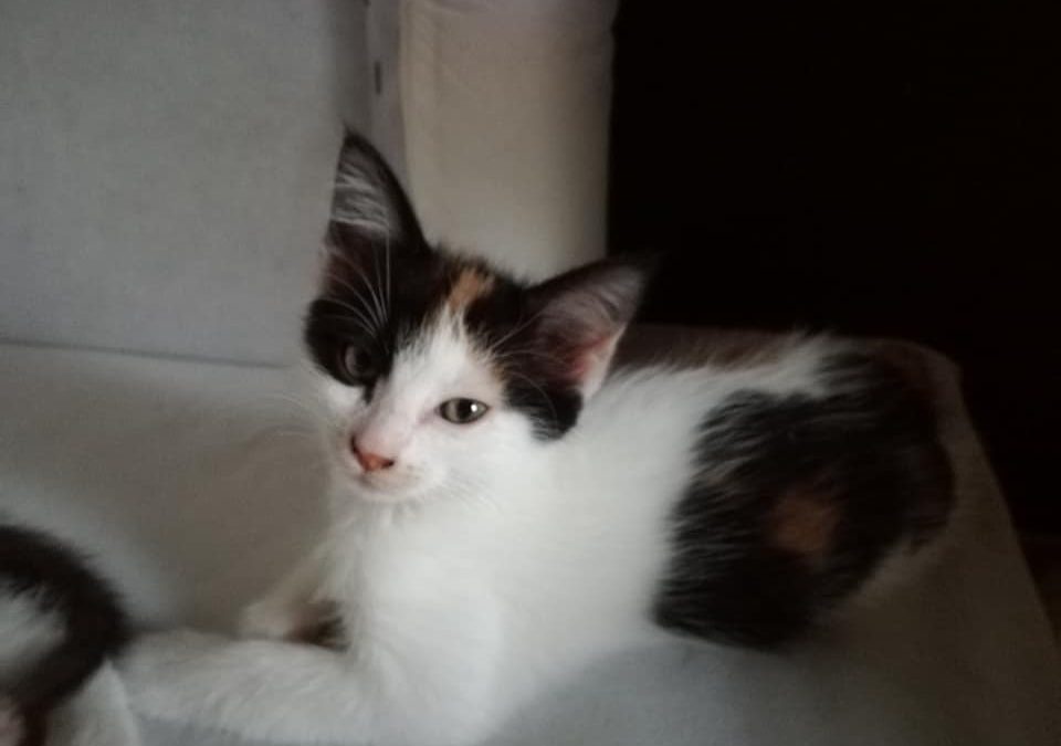 Voilà la première adoption d&rsquo;août
