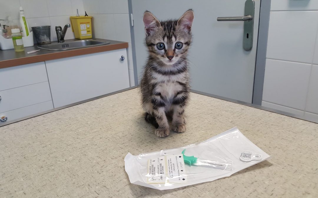 Faire identifier son animal c&rsquo;est le protéger