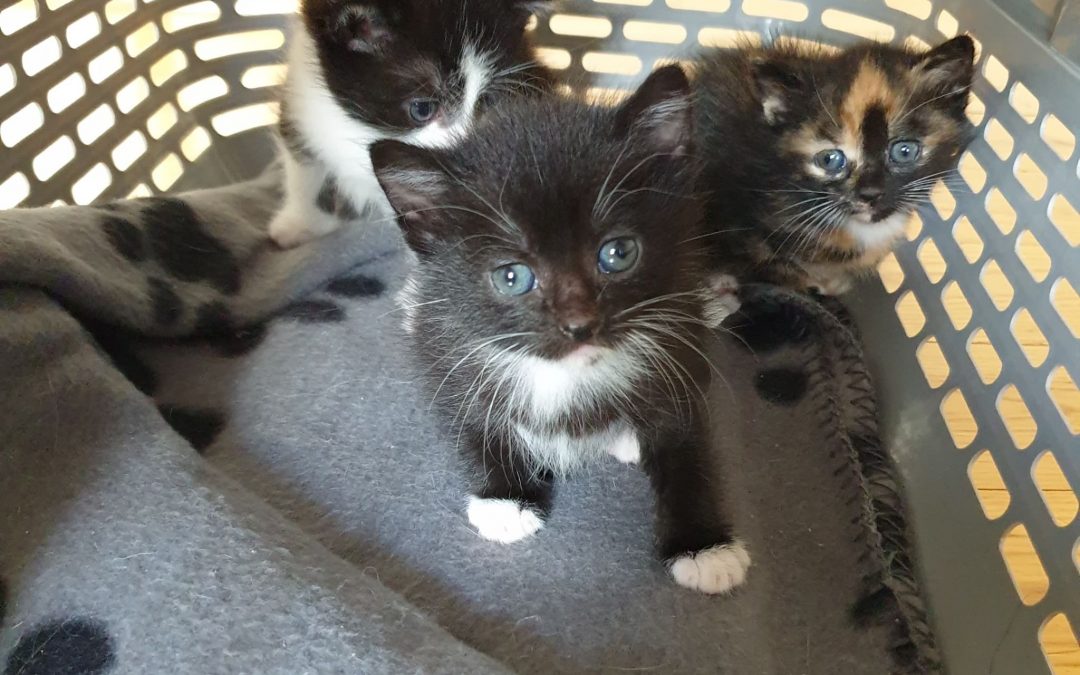 SOS fourrière de 3 chatons pris en charge en urgence