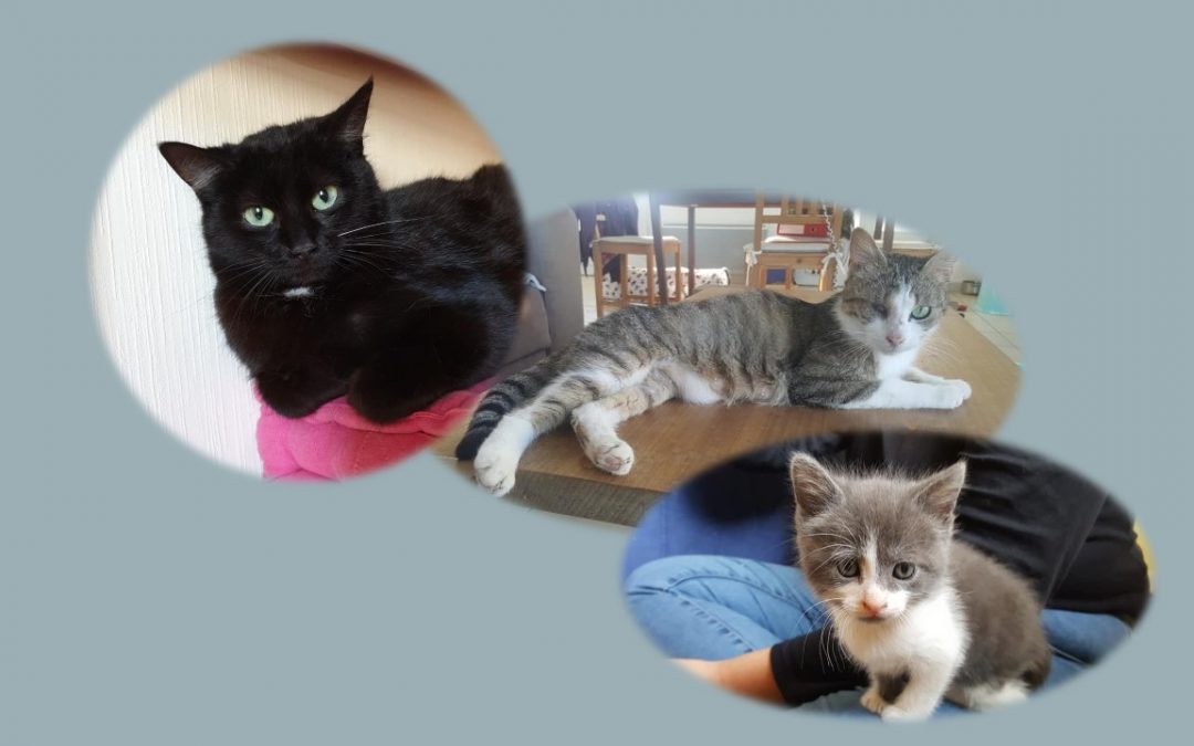 Belle fin de semaine avec 3 adoptions aujourd&rsquo;hui