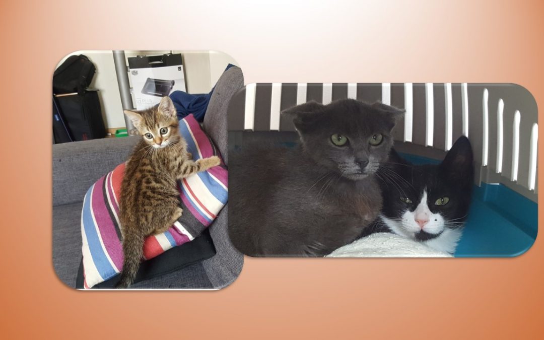 Aujourd&rsquo;hui 3 nouveaux chatons ont été pris en charge