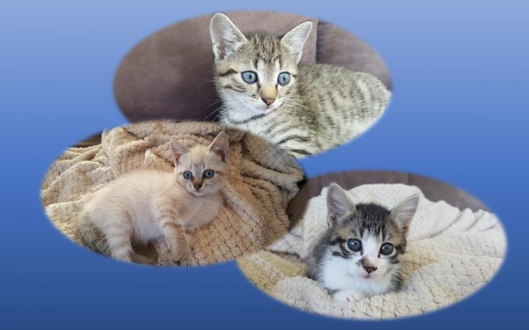Hier se sont 3 autres bébés de Stella qui ont rejoint leur famille