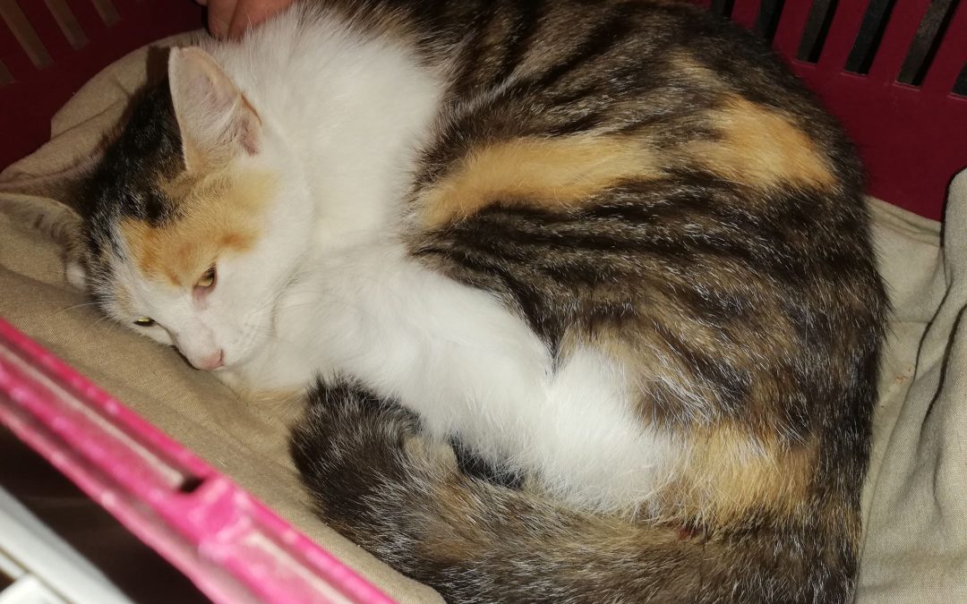 Ruby à peine prise en charge a dû être hospitalisée