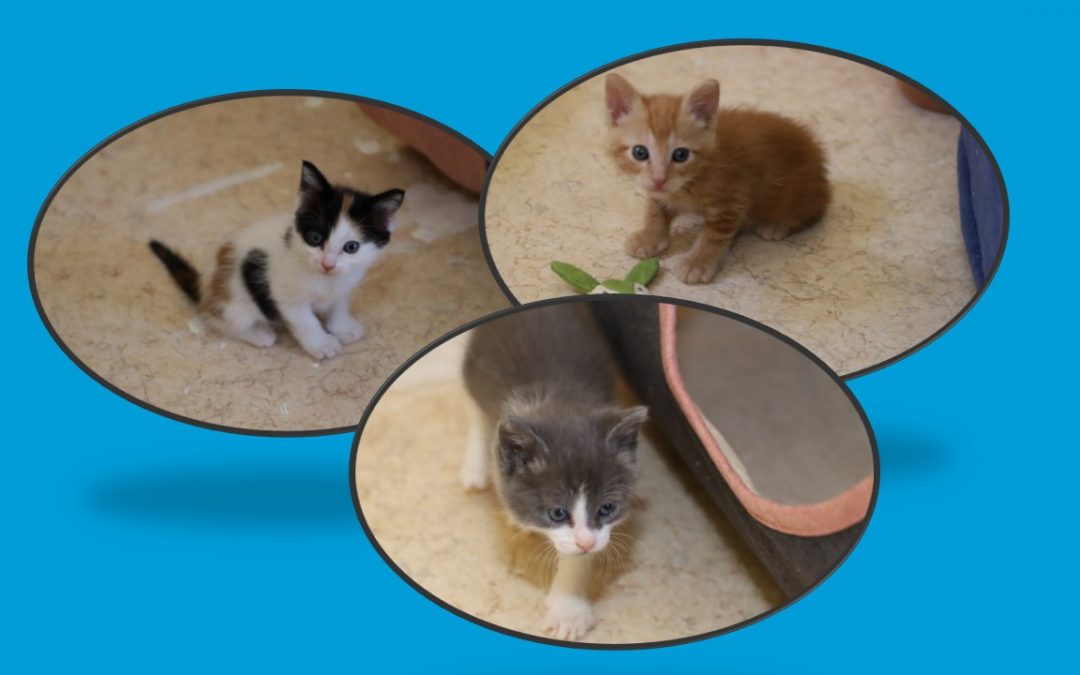 3 nouveaux chatons pris en charge aujourd&rsquo;hui