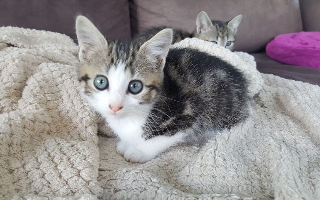 Premier bébé de Stella adoptée