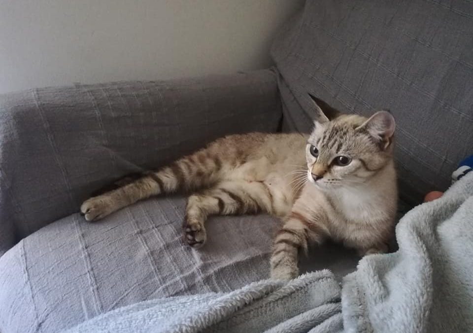 Ce soir une nouvelle et belle adoption