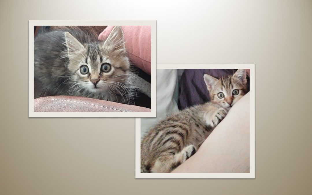 Aujourd&rsquo;hui ce sont 2 adoptions particulières