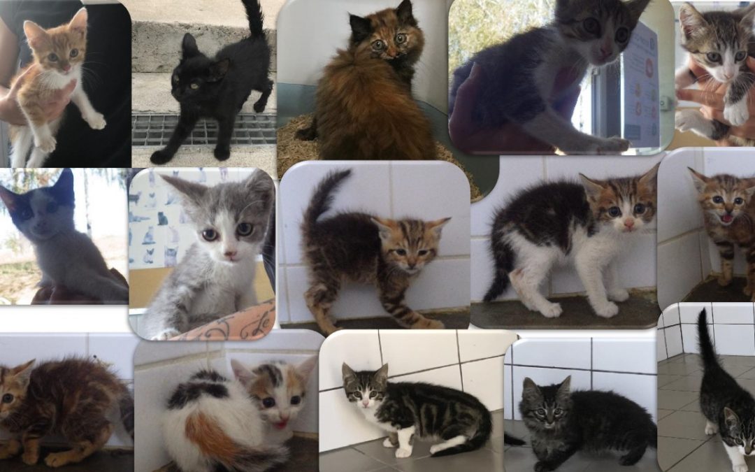URGENT : Besoin de familles d&rsquo;accueil pour 15 chatons à la fourrière