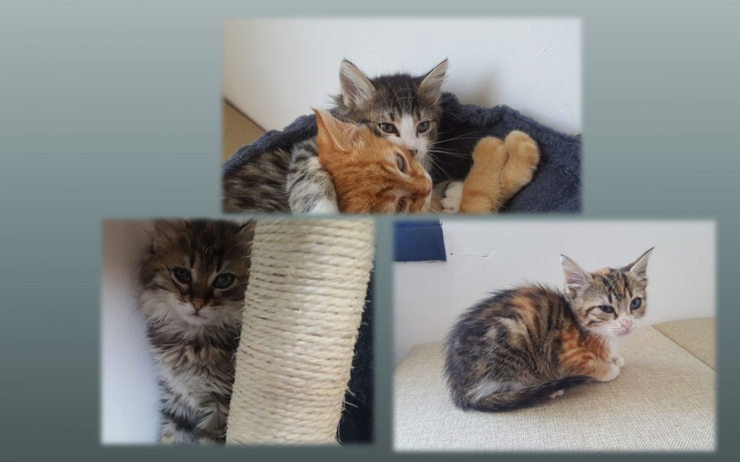 Des nouvelles des 4 boules de poils sorties le 2 juillet