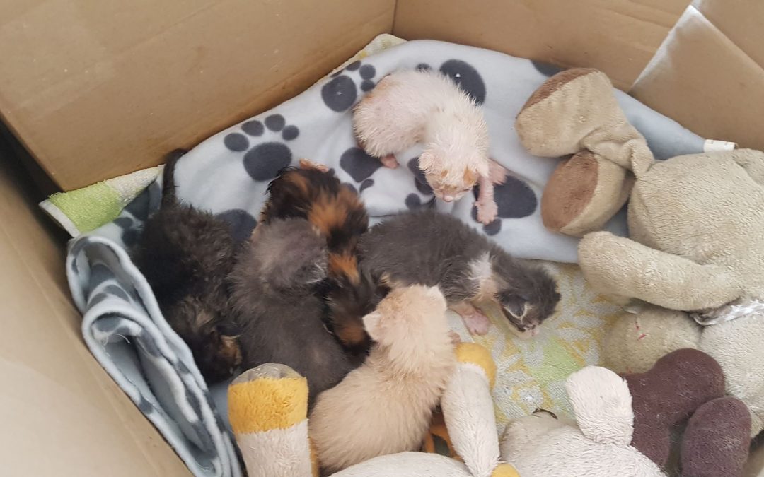 Des nouvelles des 6 bébés SOS fourrière de la semaine dernière