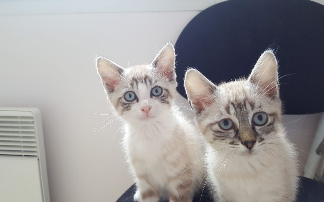 Des nouvelles de nos 2 pouics