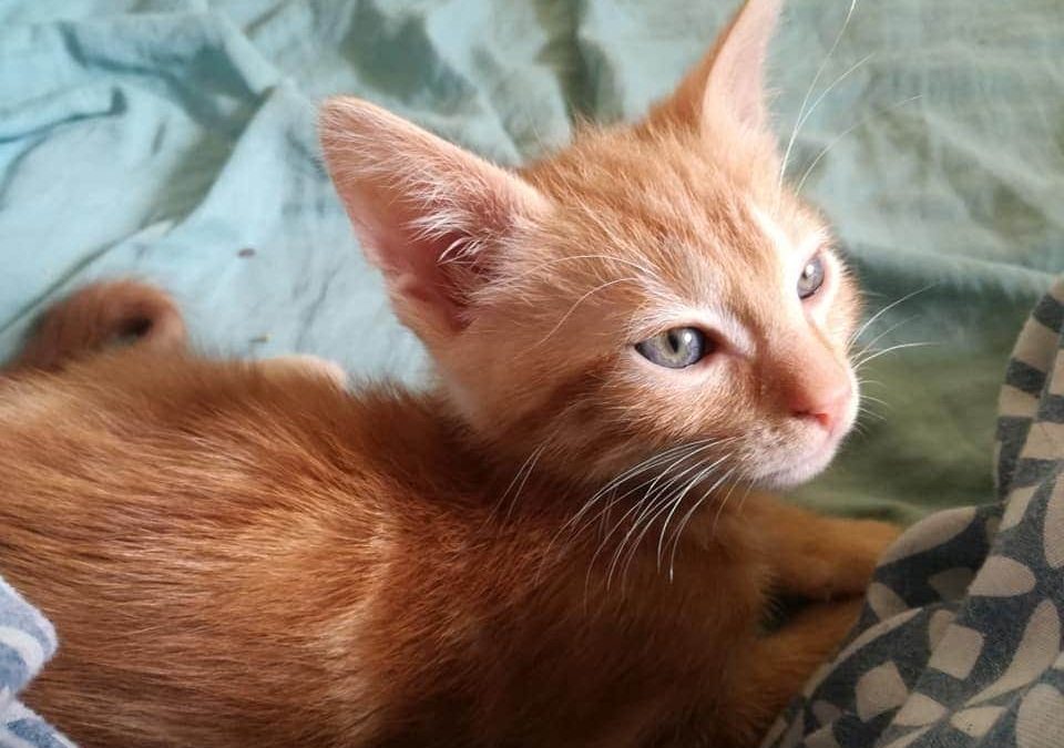 Un de nos chatons a rejoint sa famille pour la vie aujourd&rsquo;hui