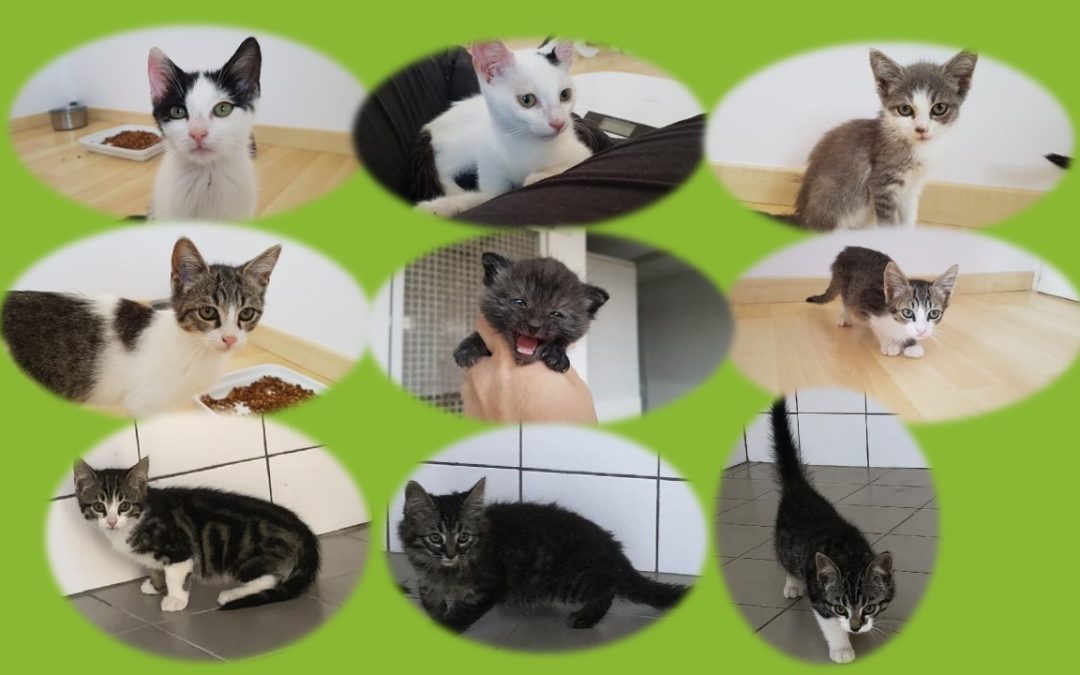 Pas moins de 10 chatons pris en charge entre aujourd&rsquo;hui et demain