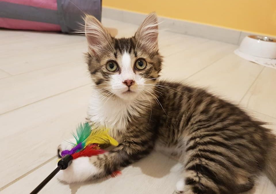 Et voilà une boule de poils a fait le bonheur d&rsquo;une famille aujourd&rsquo;hui
