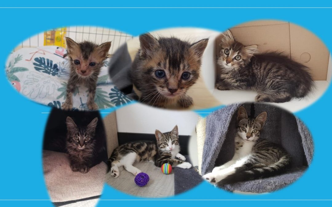 Les 6 derniers chatons pris en charge