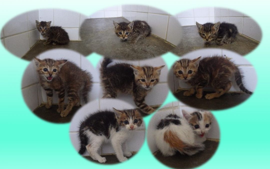 8 chatons sortis de la fourrière aujourd&rsquo;hui
