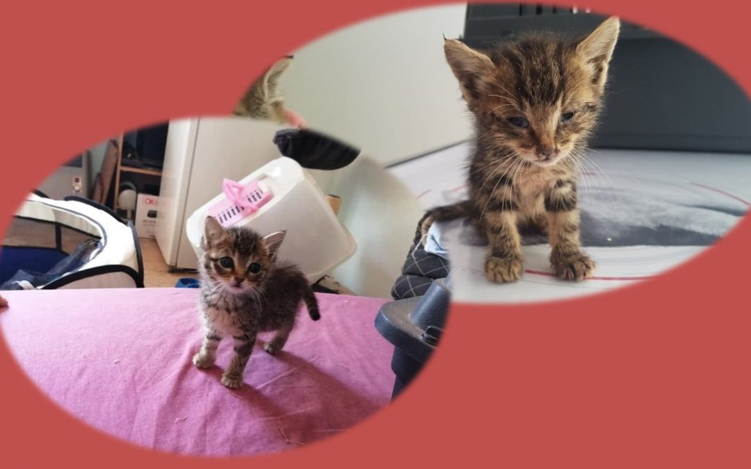L&rsquo;association est triste suite aux décès de 2 chatons