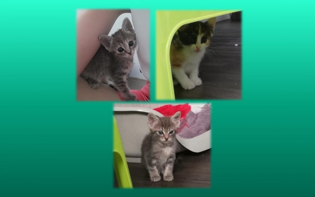 Et voilà 3 nouveaux chatons pris en charge aujourd&rsquo;hui