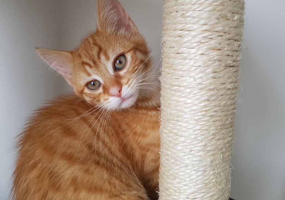 Une deuxième belle adoption ce week-end